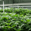 Cannabis-Legalisierung: „Wer macht das große Geld?“ Cannabis-Legalisierung: „Wer macht das große Geld?“
