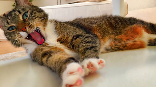 katze Marc Boberach pixelio de