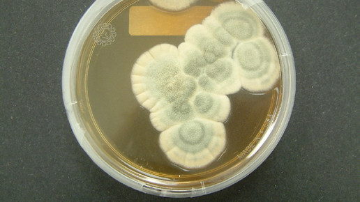 penicillium wikipedia crulina 98 cc by sa 3 0