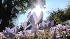 Giftpflanzen: Gefährliche Schönheiten