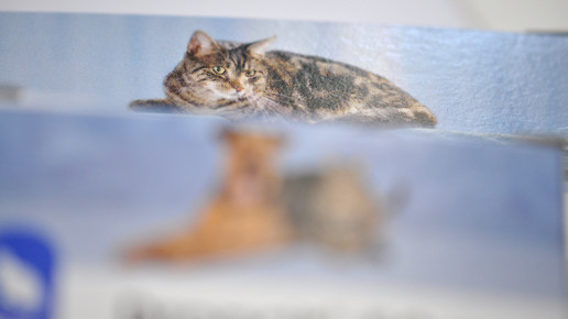 droncit katze hund aa