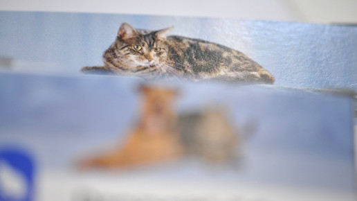 Bayers Tiergesundheit-Sparte: Gerüchte um Verkauf