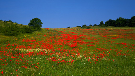 rhoen mohnfeld  Deutsche Zentrale fuer Tourismus