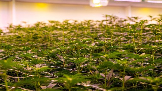 Plantage für Cannabis