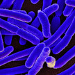E.coli Bakterien blau eingefärbt.