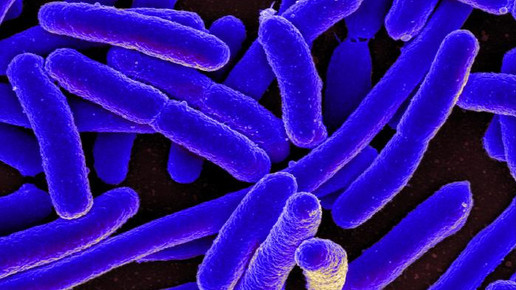 E.coli Bakterien blau eingefärbt.