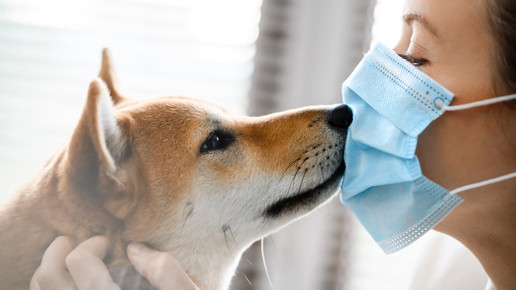 Covid-Patient steckt Hund & Katze an