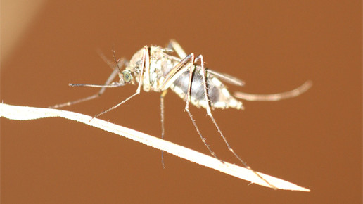 Culex pipiens Weibchen Werner 2011