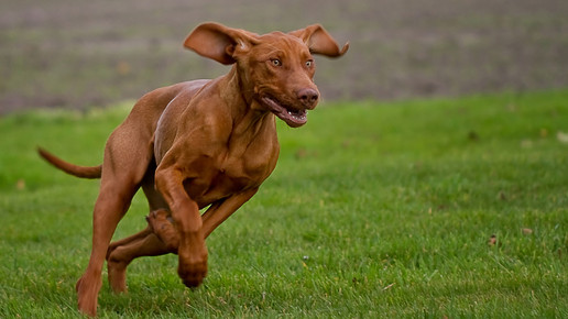 hund Karl Dichtler pixelio de