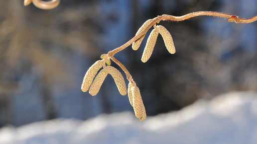 Die Pollensaison ist eröffnet
