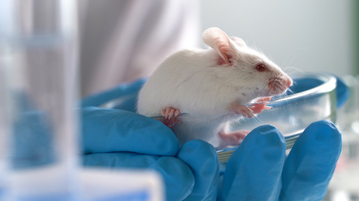 Dank Oxytocin: Mäuse leisten Erste Hilfe