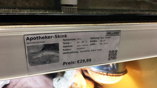 apotheker skink aa