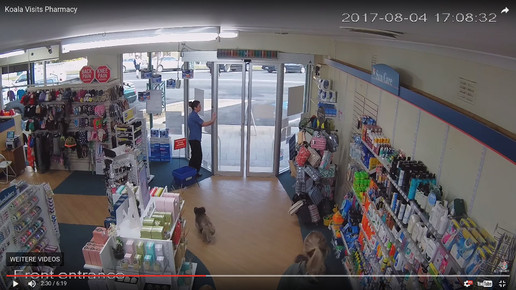 Koala in Apotheke 9 Screenshot