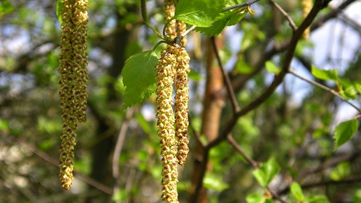 birke Maja Dumat pixelio