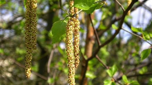 birke Maja Dumat pixelio