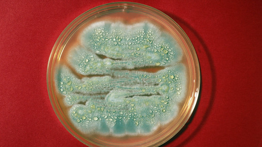Penicillin in der Petrischale.