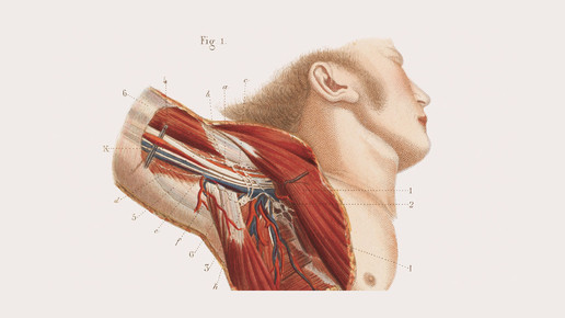 victorian schulter 01 wellcomecollection