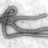 Ebolavirus