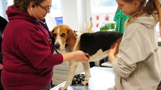 Versandapotheken dürfen Haustiere versorgen