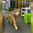 Montage: Ein Wolf läuft durch eine Apotheke