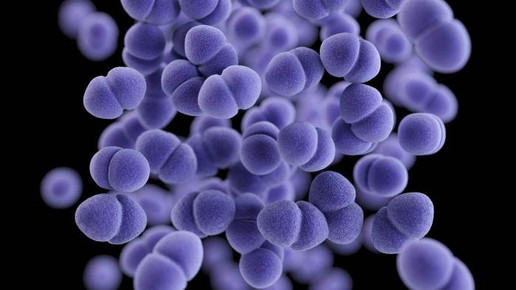 Enterococcus CDC James Archer