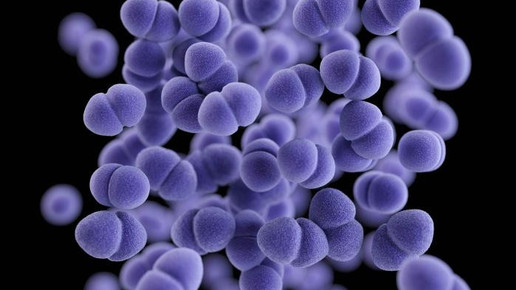 Enterococcus CDC James Archer