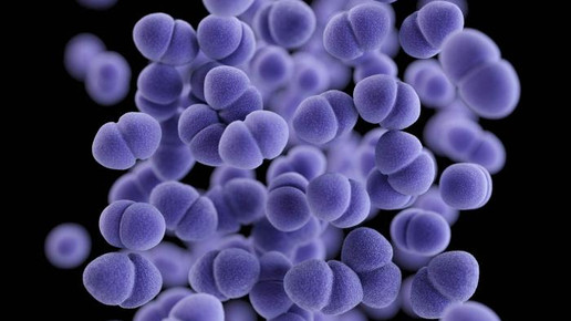 Enterococcus CDC James Archer