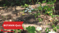 Was wächst denn da am Wegesrand?