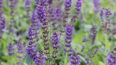 Das sind die Heilpflanzen des Jahres