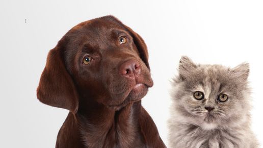 Buchcover Jaksche Vierbeinige Lieblinge Deutscher Apotheker-Verlagvierbeinigelieblinge