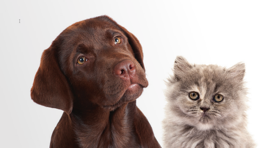Buchcover Jaksche Vierbeinige Lieblinge Deutscher Apotheker-Verlagvierbeinigelieblinge