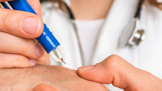 Borreliose: Zahl der Infektionen steigt weiter