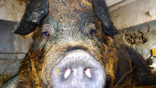schwein-einzeln-3-privat