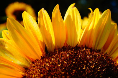 sonnenblume dr stephan barth pixelio de