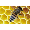 ALK-depot SQ® Insektengifte: Flex 2 ersetzt bisherige Fortsetzungspackungen F1 und F2 ALK-depot SQ® Insektengifte: Flex 2 ersetzt bisherige Fortsetzungspackungen F1 und F2
