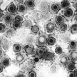 Herpes-Virus gegen Tumorzellen