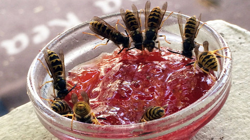 Super-Wespenjahr: Summen bis in den Herbst hinein