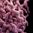Campylobacter: Häufiger Durchfallerreger kaum bekannt