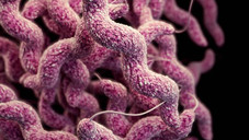 Kleine Erreger-Kunde