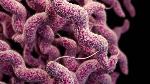 Campylobacter jejuni CDC James Archer