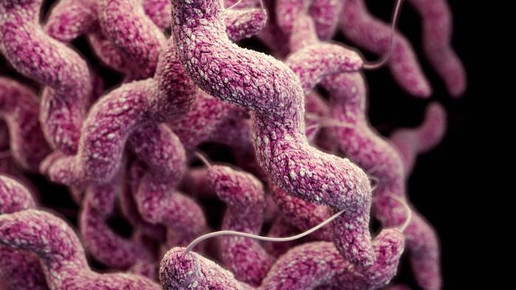 Campylobacter jejuni CDC James Archer