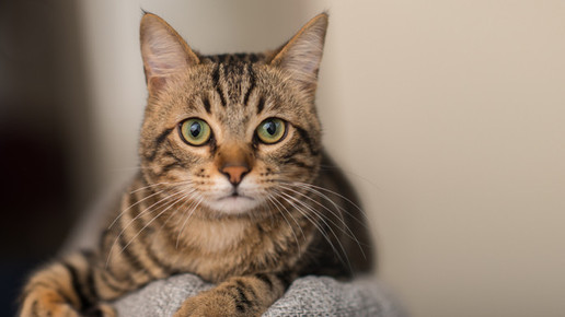 Haustiere sind kein wesentlicher Risikofaktor