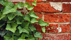 Ungemütliche Zeiten für Efeu-Präparate