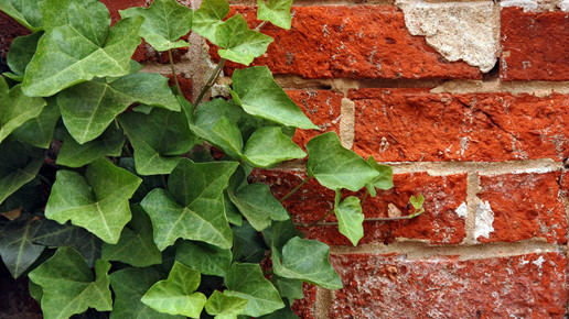 2010-efeu-Derek Ramsey-wiki-GFDK-1 2