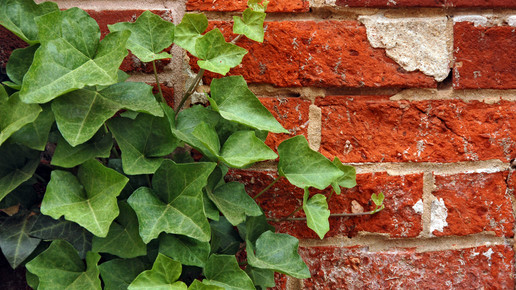 2010-efeu-Derek Ramsey-wiki-GFDK-1 2