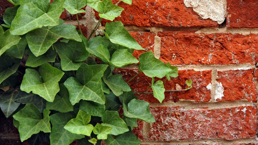 2010-efeu-Derek Ramsey-wiki-GFDK-1 2