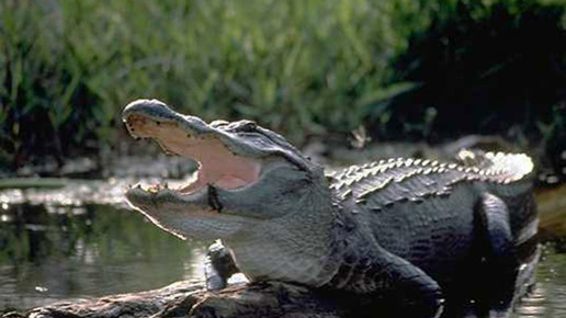 Alligator wikipedia gemeinfrei