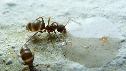 Wirkstoffentwicklung à la Ameise