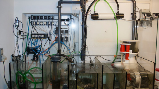 aquarium23 nelken-apo