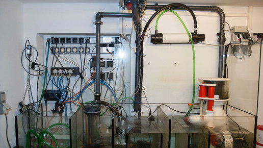 aquarium23 nelken-apo